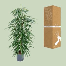 Ficus Binnendijkii 'Alii' (HYDRO) (30786)