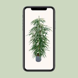 Ficus Binnendijkii 'Alii' (HYDRO) (30786)