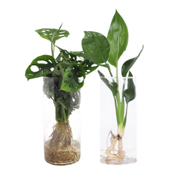 Cylinder glas Duo Monstera/Strelitzia - 2 stuks (30523)