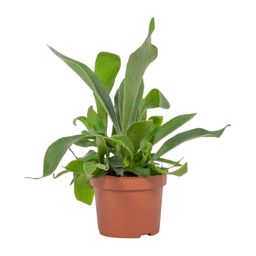 Platycerium Netherlands 12cm (28780)