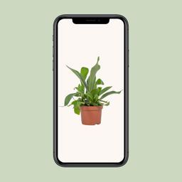 Platycerium Netherlands 12cm (28780)