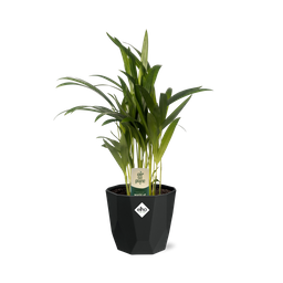 Dypsis Lutescens (Areca) 12cm in 14cm b.for rock living black (21653)