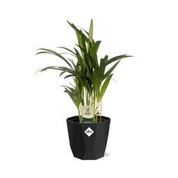 Dypsis Lutescens (Areca) 12cm in 14cm b.for rock living black (21653)