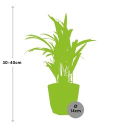 Dypsis Lutescens (Areca) 12cm in 14cm b.for rock living black (21653)