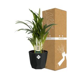 Dypsis Lutescens (Areca) 12cm in 14cm b.for rock living black (21653)