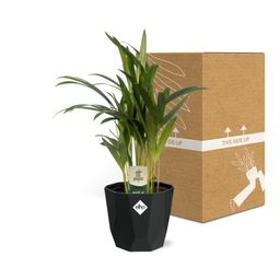 Dypsis Lutescens (Areca) 12cm in 14cm b.for rock living black (21653)