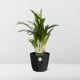 Dypsis Lutescens (Areca) 12cm in 14cm b.for rock living black (21653)