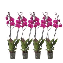 Set van 4 - Phalaenopsis Joyride - 3 tak orchidee - 60 cm - Ø12cm (30517)