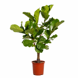 Ficus Lyrata vertakt - 130cm - ø 27cm (8721055691983)