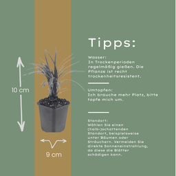 Garden basics 6x Liriope muscari 'Moneymaker' - ↕10-25cm - Ø9cm (47901)