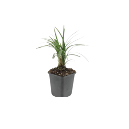 Garden basics 6x Liriope muscari 'Moneymaker' - ↕10-25cm - Ø9cm (47901)