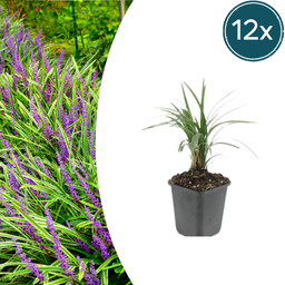 Garden basics 12x Liriope muscari 'Moneymaker' - ↕10-25cm - Ø9cm (47902)