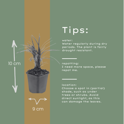 Garden basics 12x Liriope muscari 'Moneymaker' - ↕10-25cm - Ø9cm (47902)
