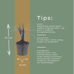 Garden basics 12x Liriope muscari 'Moneymaker' - ↕10-25cm - Ø9cm (47902)