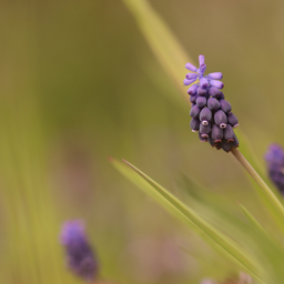 Garden basics 12x Liriope muscari 'Moneymaker' - ↕10-25cm - Ø9cm (47902)