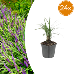 Garden basics 24x Liriope muscari 'Moneymaker' - ↕10-25cm - Ø9cm (50472)