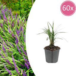 Garden basics 60x Liriope muscari 'Moneymaker' - ↕10-25cm - Ø9cm (47905)