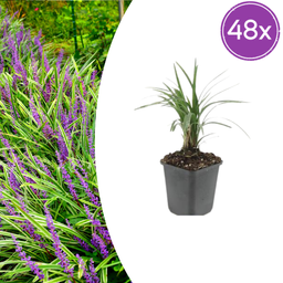 Garden basics 48x Liriope muscari 'Moneymaker' - ↕10-25cm - Ø9cm (50473)
