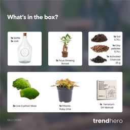 Open terrarium John - Bonsai & Ruby Lime ↑ 30 cm (8720872025391)