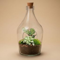 Open terrarium Joss - Calathea Makoyana & Fittonia white Tiger (8720872025407)