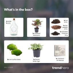 Open terrarium Joss - Calathea Makoyana & Fittonia white Tiger (8720872025407)