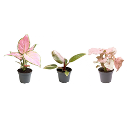 Pink is the new green P6,5 (14690)