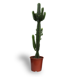 Euphorbia Acrurensis (8720634285285)