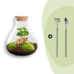 DIY terrarium - Sammie Coffea Red - Ø 22,5 cm ↑ 27 cm - Rake + Shovel (8720872020525)