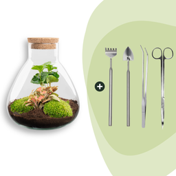 DIY terrarium - Sammie Coffea Red - Ø 22,5 cm ↑ 27 cm - Rake + Shovel + Tweezer + Scissors (8720872020396)