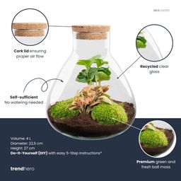 DIY terrarium - Sammie Coffea Red - Ø 22,5 cm ↑ 27 cm - Rake + Shovel + Tweezer + Scissors (8720872020396)