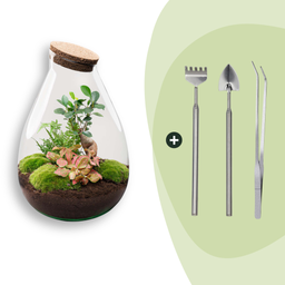 DIY Planten terrarium - Drop XL Bonsai 'red' - Ø 24 cm ↑ 37 cm - Rake + Shovel + Tweezer (8720726958806)