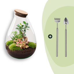 DIY Planten terrarium - Drop XL Bonsai 'red' - Ø 24 cm ↑ 37 cm - Rake + Shovel (8720726958790)
