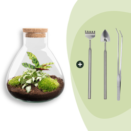 DIY terrarium - Sammie Calathea - Rake + Shovel + Tweezer (8720726958011)