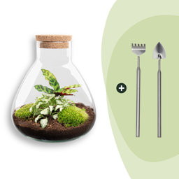 DIY terrarium - Sammie Calathea - Rake + Shovel (8720726958004)