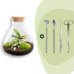 DIY terrarium - Sammie Calathea - Rake + Shovel + Tweezer + Scissors (8720726958028)