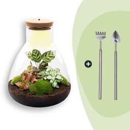DIY Planten terrarium met licht - Sam Calathea - Ø 24,5 cm ↑ 30 cm - Rake + Shovel (8720726958356)