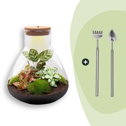 DIY Planten terrarium met licht - Sam XL Red - Ø 30 cm ↑ 32 cm - Rake + Shovel (8720726958110)
