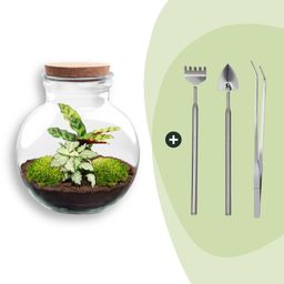 DIY Planten terrarium (met licht) - Teddy - Ø 25 cm ↑ 26,5 cm - Rake + Shovel + Tweezer (8720726958394)