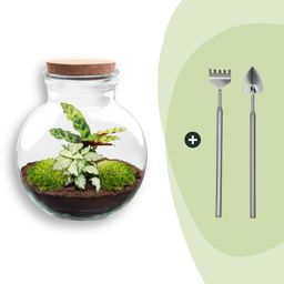 DIY Planten terrarium (met licht) - Teddy - Ø 25 cm ↑ 26,5 cm - Rake + Shovel (8720726958387)
