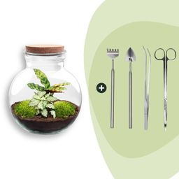 DIY Planten terrarium (met licht) - Teddy - Ø 25 cm ↑ 26,5 cm - Rake + Shovel + Tweezer + Scissors (8720726958400)