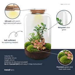DIY terrarium - Sven Bonsai - Met verlichting - Normal (8719327599884)