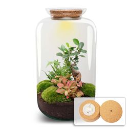 DIY terrarium - Sven Bonsai - Met verlichting - Normal (8719327599884)