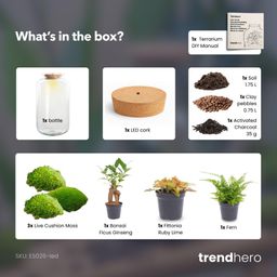 DIY terrarium - Sven Bonsai - Met verlichting - Normal (8719327599884)
