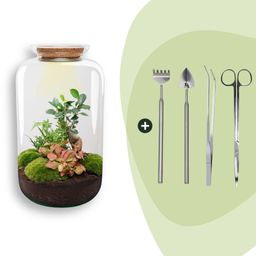 DIY terrarium - Sven XL Bonsai - Met verlichting - Rake + Shovel + Tweezer + Scissors (8720872020037)
