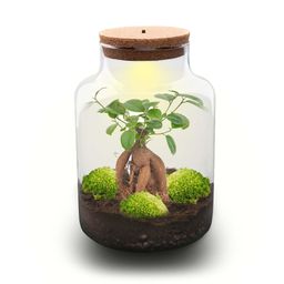 DIY Planten terrarium met licht - Milky Bonsai - Ø 21 cm ↑ 30 cm - Rake + Shovel + Tweezer + Scissors (8720726958189)