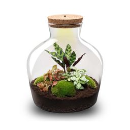 DIY Planten terrarium met licht - Fat Joe Red - Ø 29 cm ↑ 30 cm - Rake + Shovel (8720726958608)