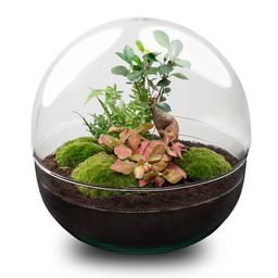 DIY Planten terrarium tweedelig bolglas - Dome XL Bonsai - Ø 28 cm ↑ 28 cm - Rake + Shovel + Tweezer (8720726958905)