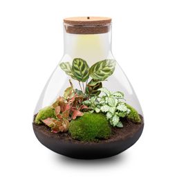 DIY Planten terrarium met licht - Sam XL Red - Ø 30 cm ↑ 32 cm - Rake + Shovel + Tweezer (8720726958110)