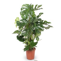 Monstera Deliciosa XXL - 140cm - ⌀27 (8721055693659)
