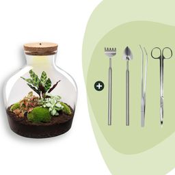 DIY Planten terrarium met licht - Fat Joe Red - Ø 29 cm ↑ 30 cm - Rake + Shovel + Tweezer + Scissors (8720726958622)
